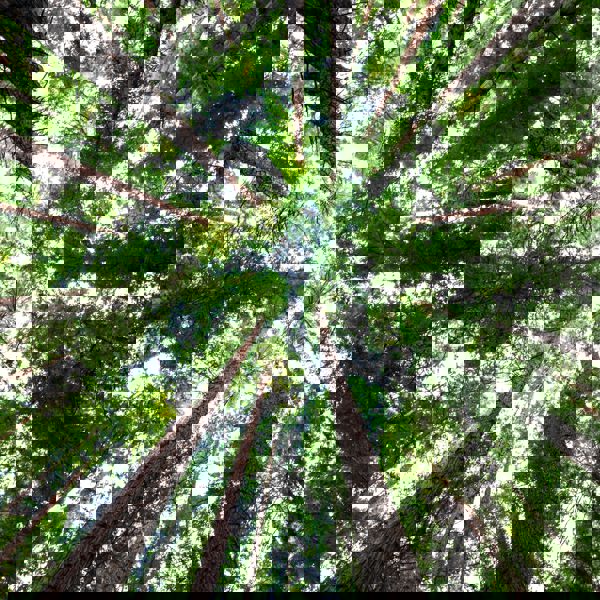 Bright Day manufactures sustainable graphene from biomass