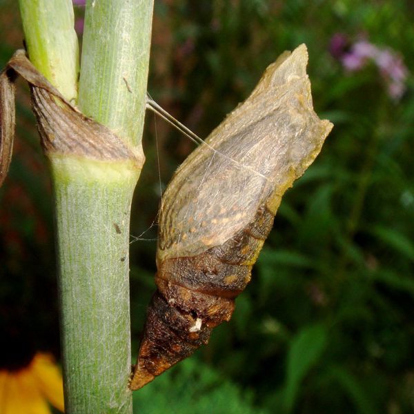 Chrysalis-shaped graphene and vanadium microstructures boost the performance of magnesium-based batteries as a sustainable alternative to lithium