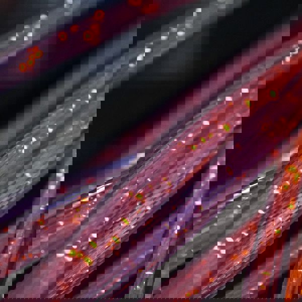 Fast Photodetector Device.