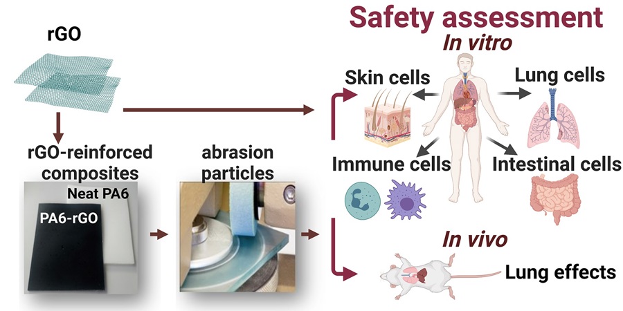 Graphene Flagship researchers analysed the effect of particles derived from polyamide reinforced with reduced graphene oxide on human cells and mice.